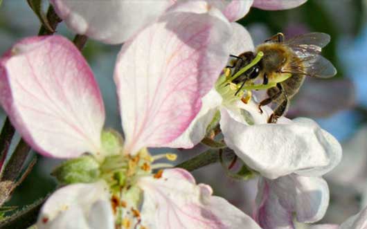 Bienenretter-Imker-small